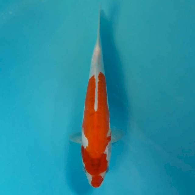 Doitsu 25cm