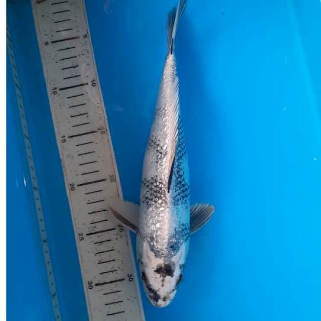 Kin utsuri 29cm