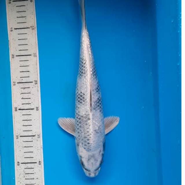 Kin utsuri 34cm 