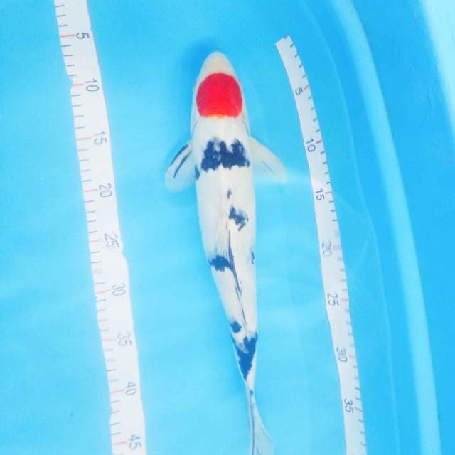 TANCO SANKE 40cm