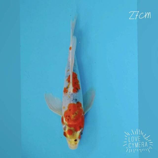 Kumpay gosiki 27cm