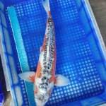 Shusui jumbo 56cm