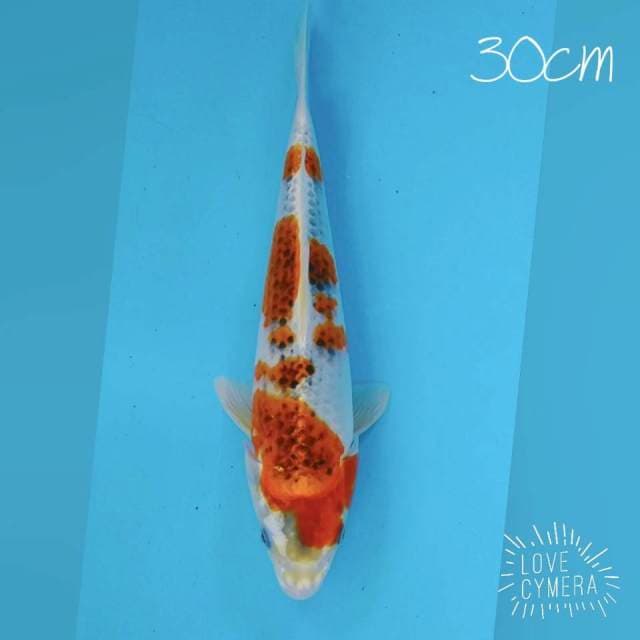 Gosiki 30cm