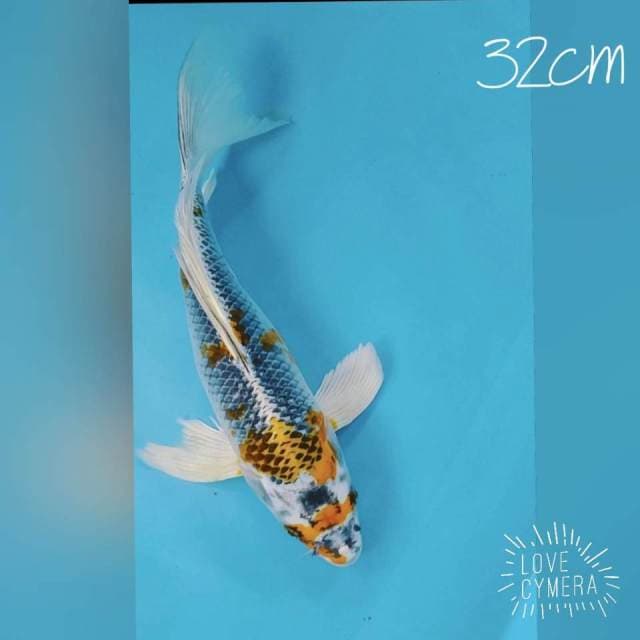 Kumpay kojaku 32cm