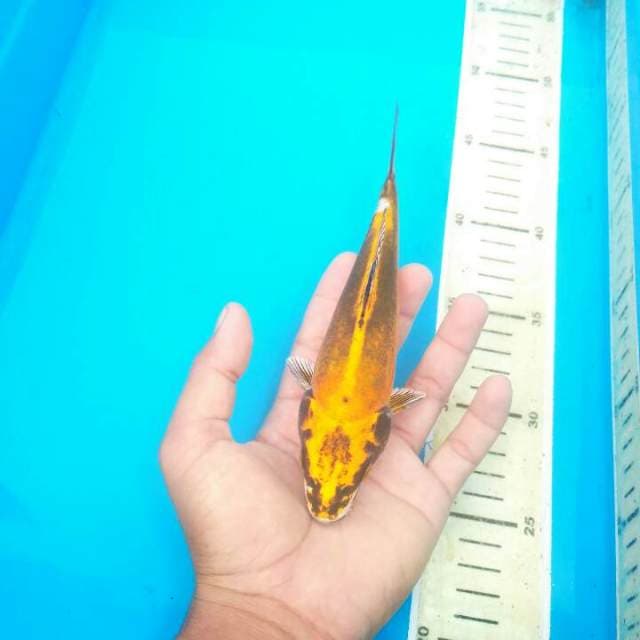 BABY- GOLD HIKARI 20 CM