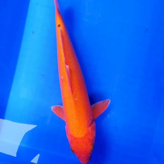 Benighoi 36 cm