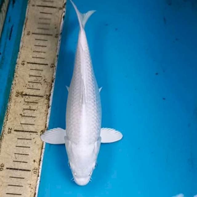 Platinum 25cm
