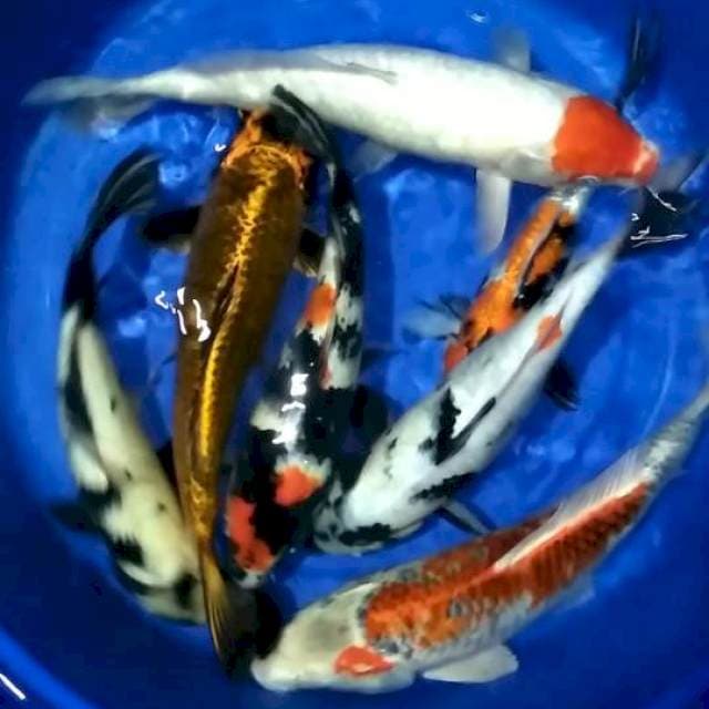 7 ekor 29-40cm