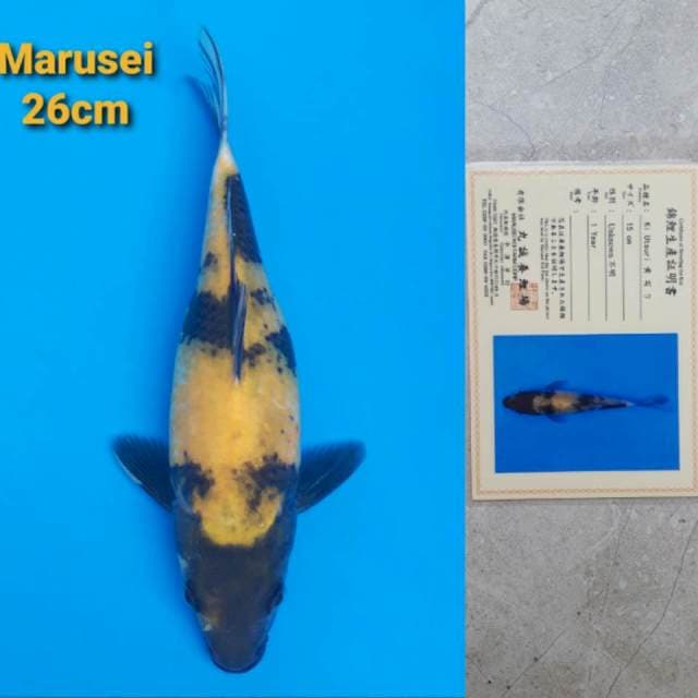 Marusei Ki Utsuri Serti