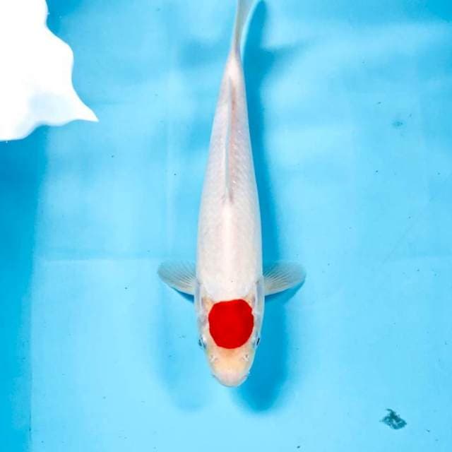 Tancho Kohaku, 28 cm