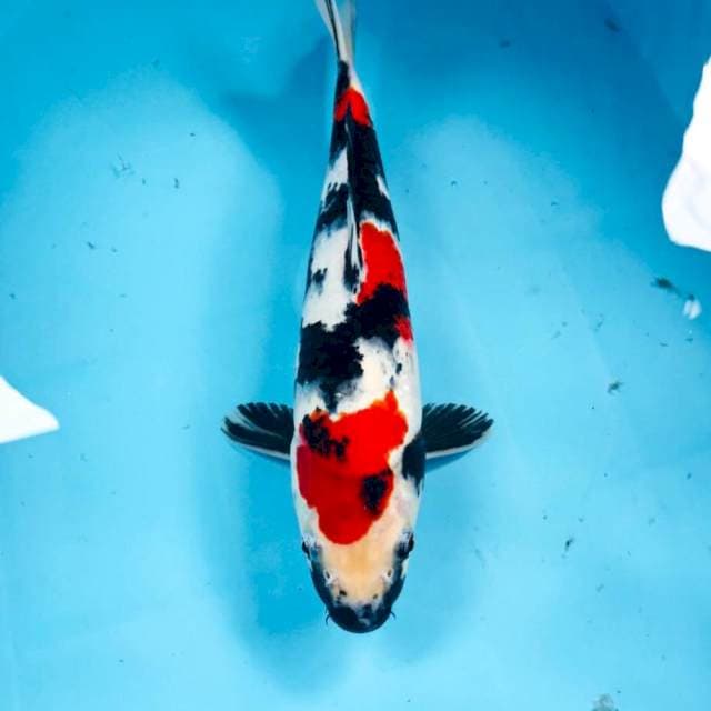 Showa, 30 cm
