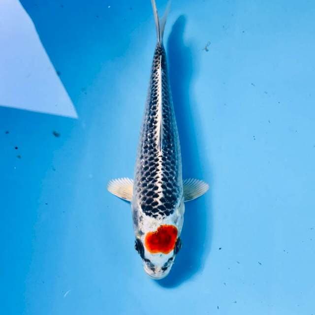 Tancho Kujaku, 18 cm
