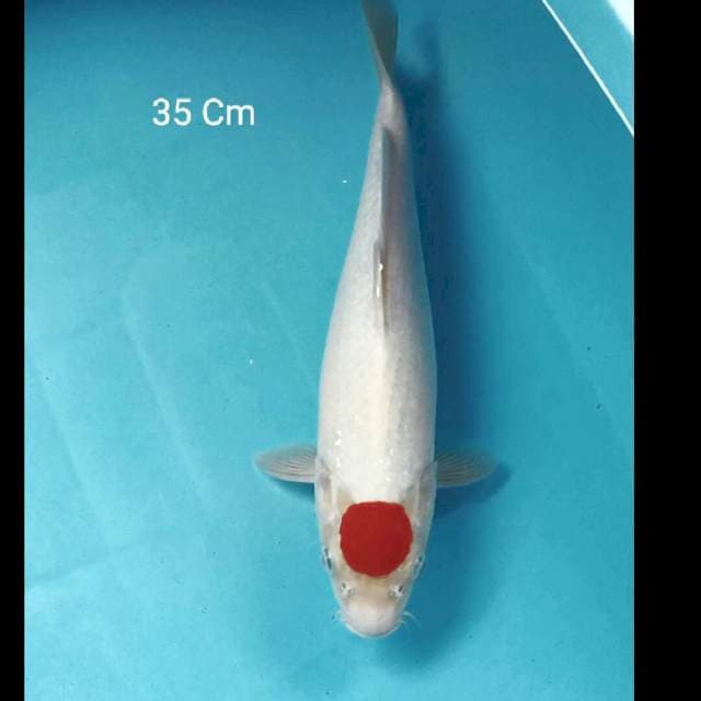 Tancho Kohaku 35 Cm