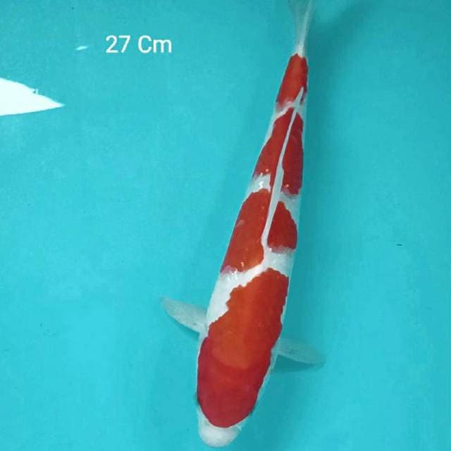 Kohaku 27 Cm