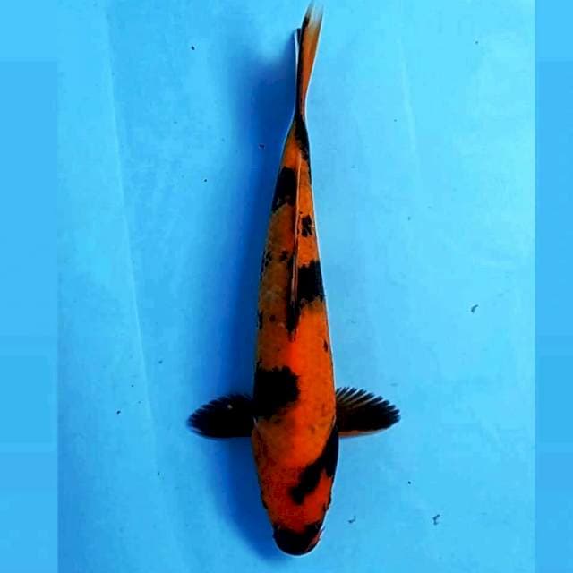 Hi utsuri, 22 cm