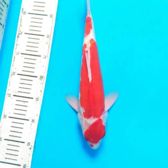MALE KOHAKU DOITSU