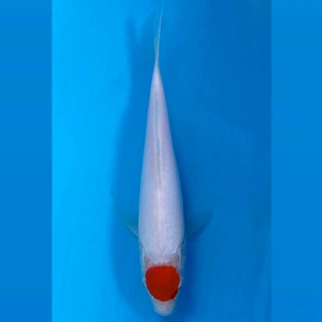 Tancho kohaku, 22 cm