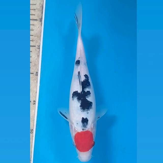 Tancho sanke, 24 cm