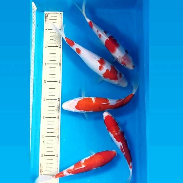 Paket kohaku "5ekor", 21 - 25 cm