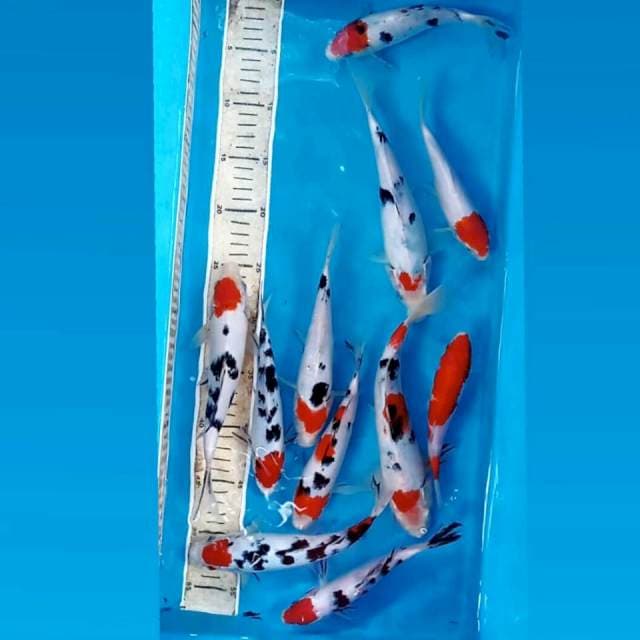 Paket mix "11 ekor", 16 - 25 cm