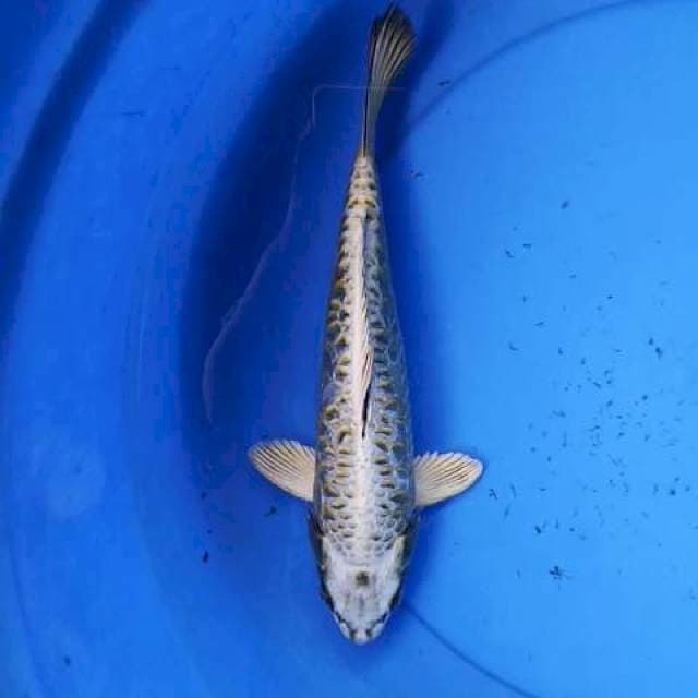 Kawarimono 30 cm