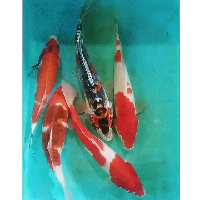 Pkt mix 5ekr, 24_27cm