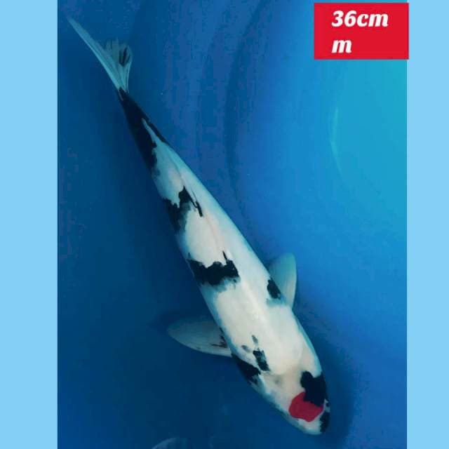Original Tancho Showa 36cm