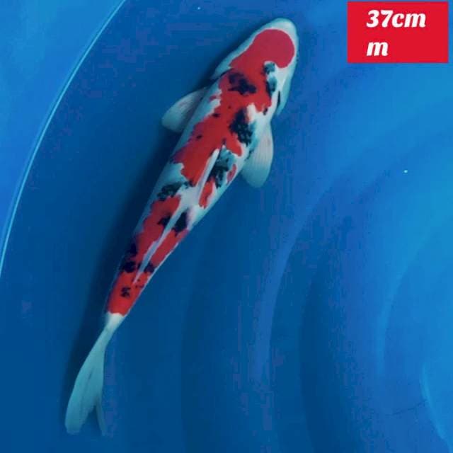 Original sanke 38cm