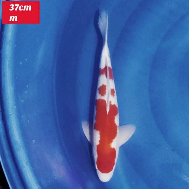 Original Kohaku 37cm