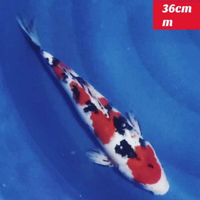 Original sanke 36cm