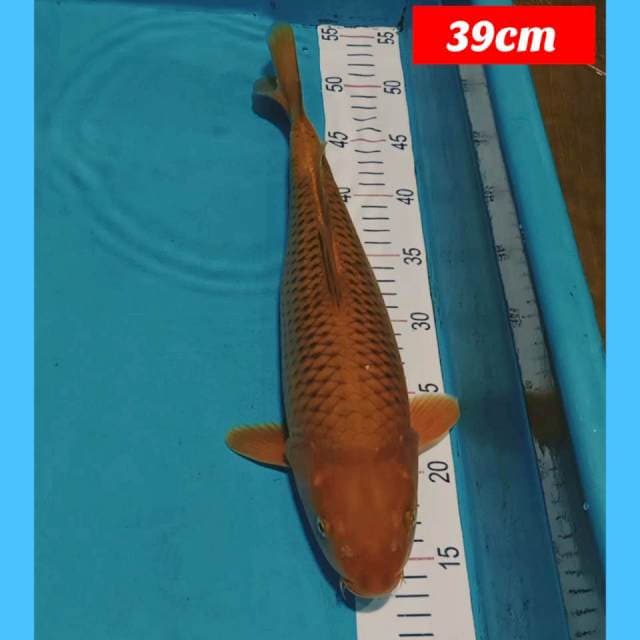 Penjinak kolam 39cm