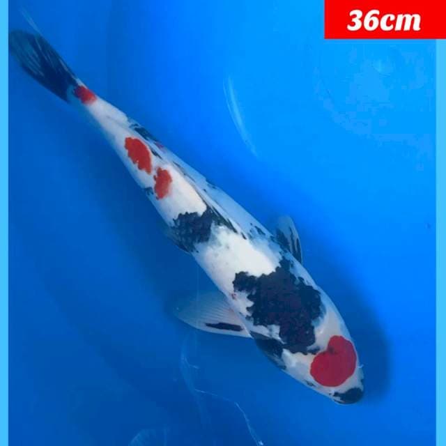 Original Tancho Showa 36cm