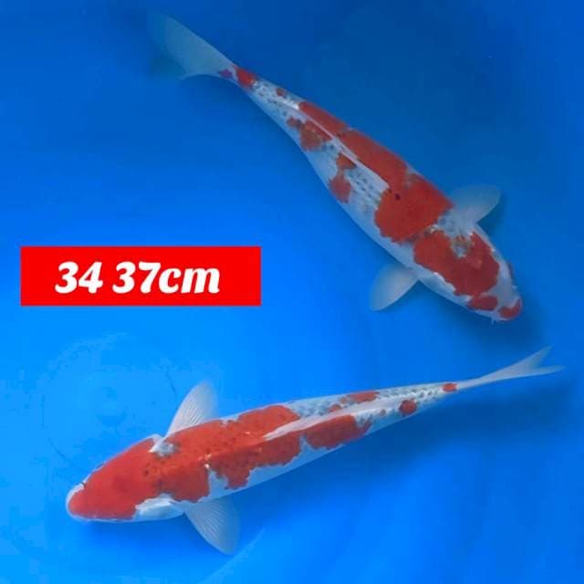 Original goshiki 34 37cm