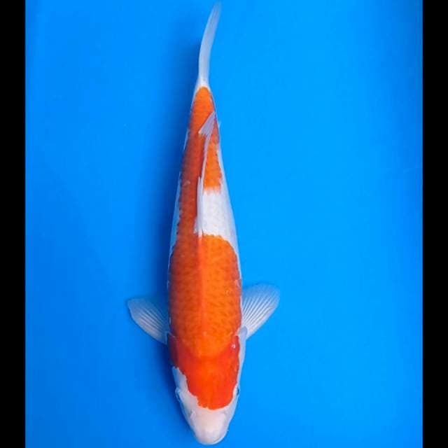 Glowing ~ Kohaku jantan Ori 41