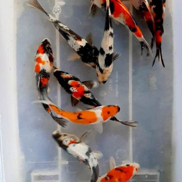 Paket 11 ekor 17-20 cm
