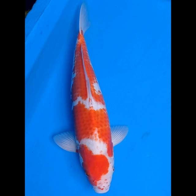 Glowing 05 ~ Kohaku jumbo 41 cm