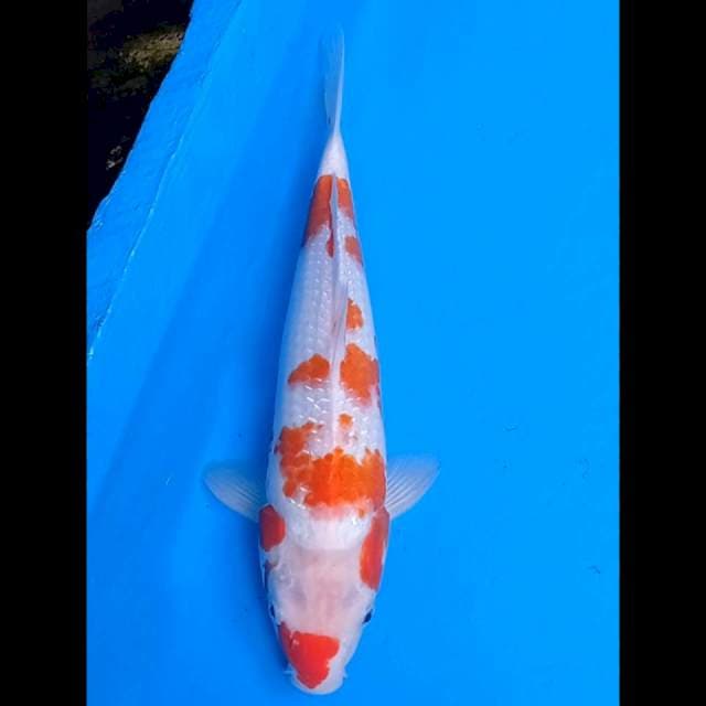 Zagura11~ Kohaku ginrin 38 cm jantan ori