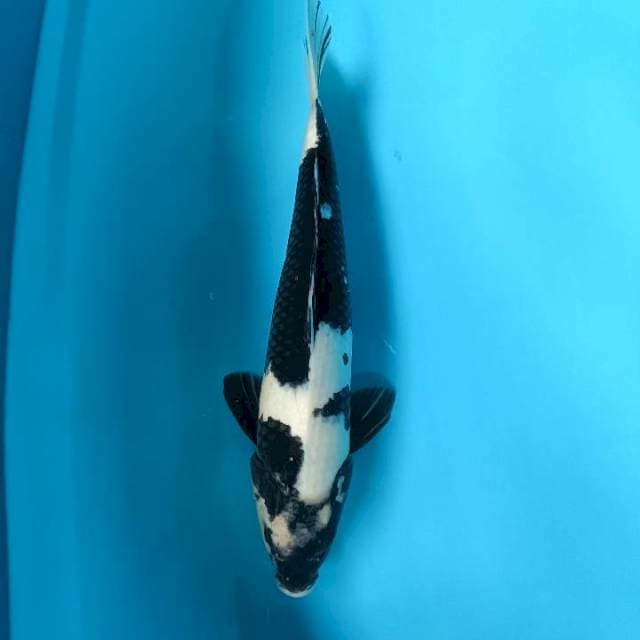 Shiro male 40cm