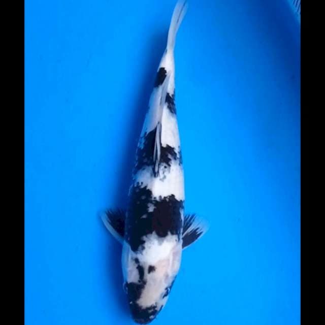 Head a little bengkok~ Shiro utsuri 33 cm