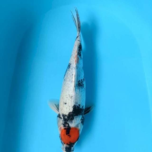 Tancho kinshowa fimale 37cm