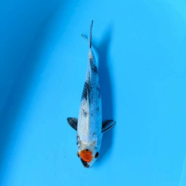 tAnco kinshowa 29cm male