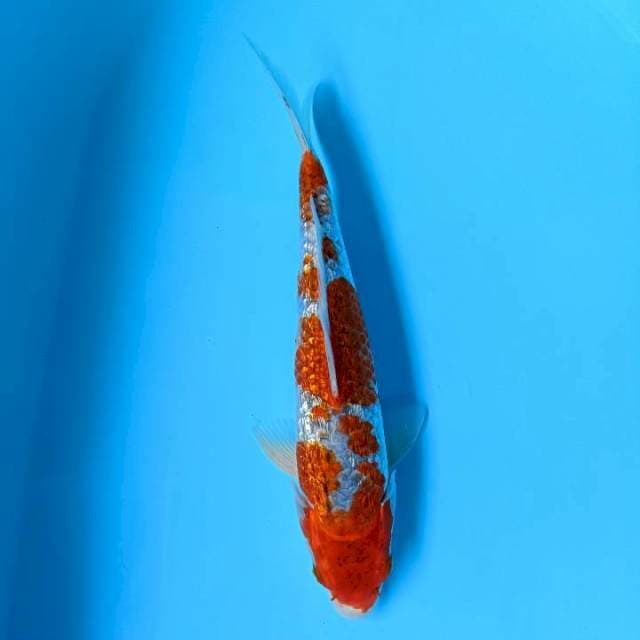 Gosiki ginrin male 31cm