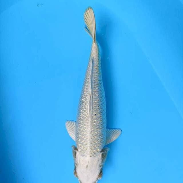 Mukasi fimale 36cm