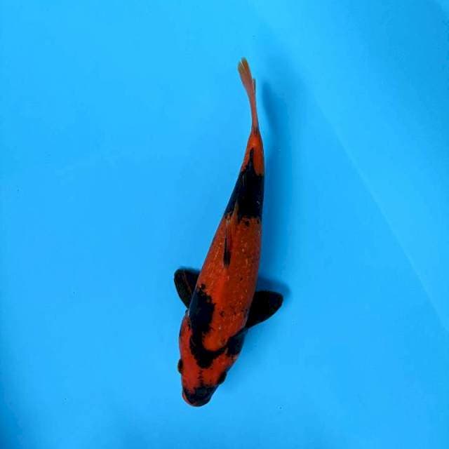 Hiutsuri male 26cm