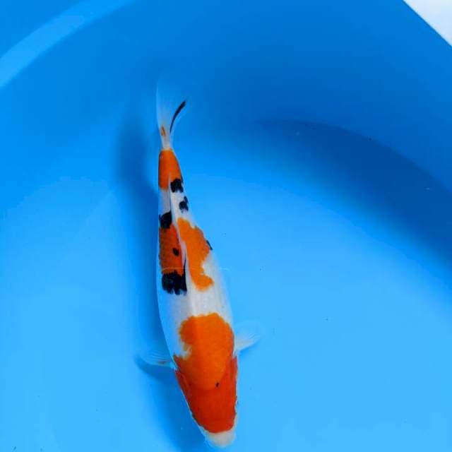 Sanke vimale 26cm