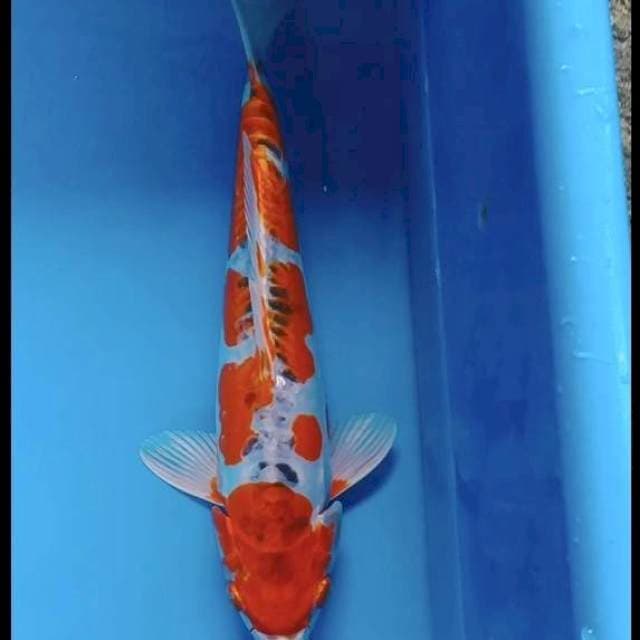 Kojaku doid 30cm