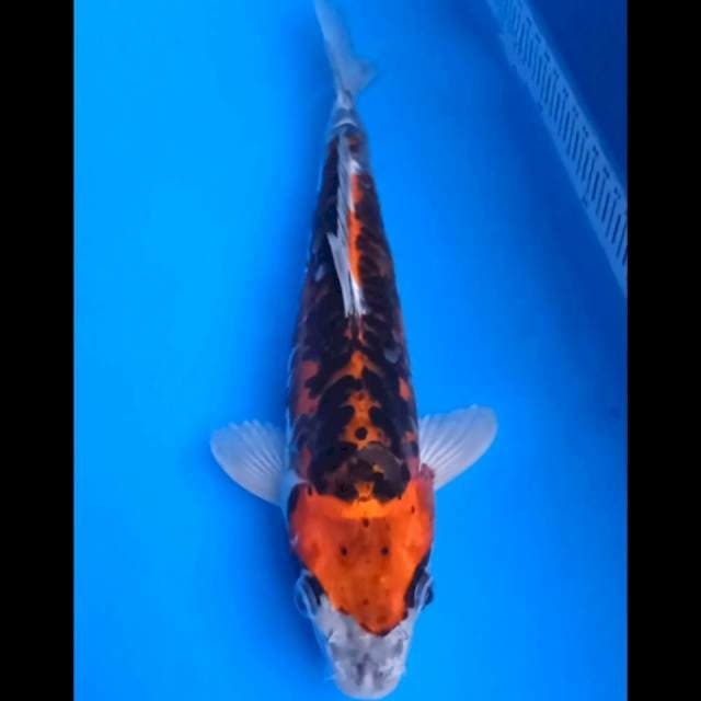 Kiko 31 cm