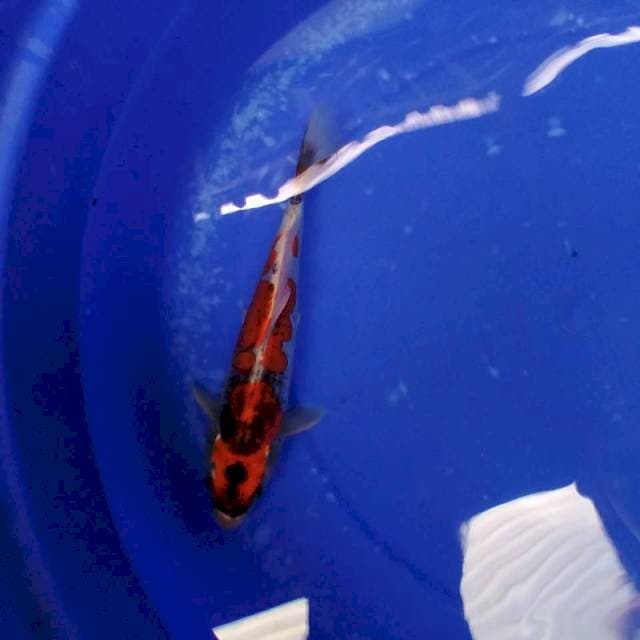 Benikikoryu