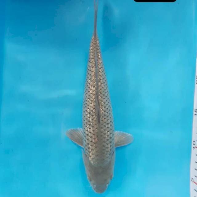 Soragoi 29 cm