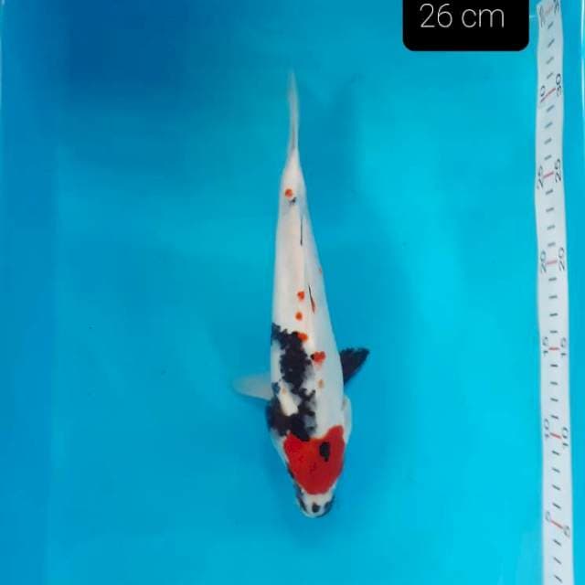 Tancho showa 26 cm